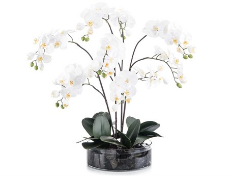 John Richard Midnight Phals Botanical