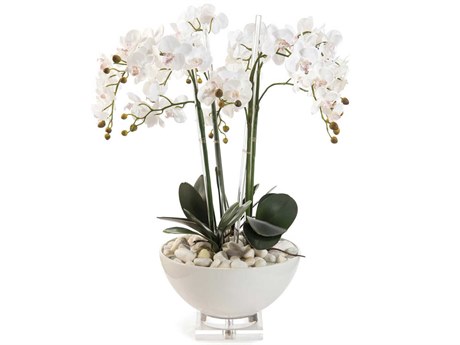 John Richard White Orchids
