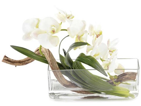 John Richard Curly Orchid