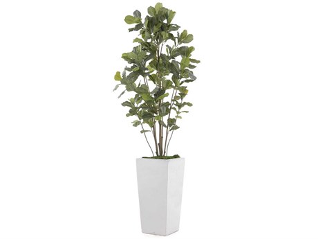 John Richard Gray White Fig