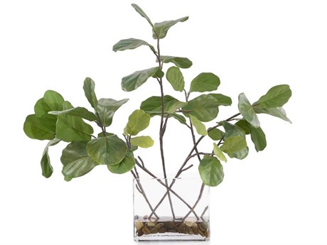 John Richard Garden Fig