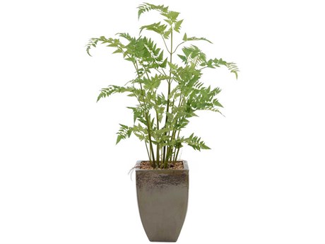 John Richard Mossey Fern