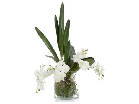 John Richard Mossy Orchids Botanical
