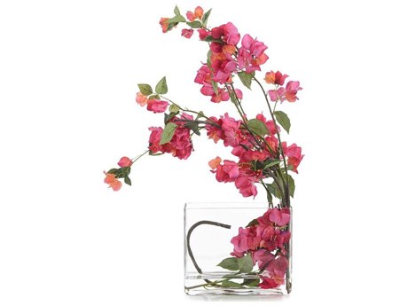 John Richard Sweet Bougainvillea Botanical