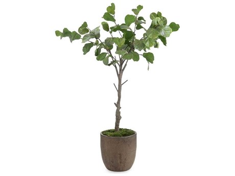 John Richard Fiddle Leaf Fig Botanical
