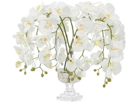 John Richard Glamorous Phals Botanical