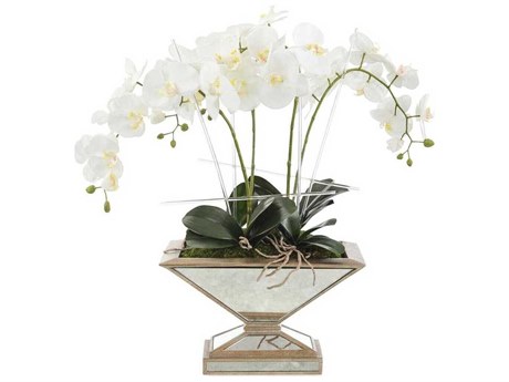 John Richard Pleasing Phalaenopsis Botanical