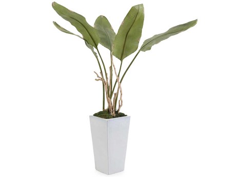 John Richard Banana Botanical