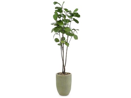John Richard Tall & Slender Fiddle Leaf Fig Botanical