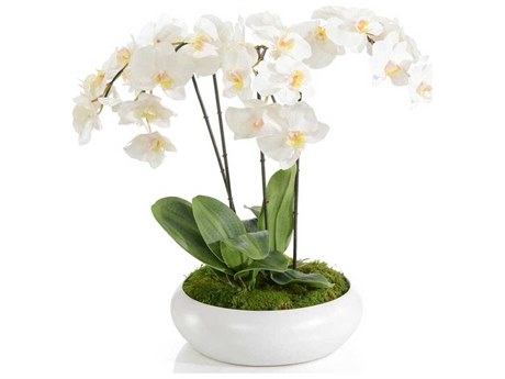 John Richard Beautiful Orchids Botanical