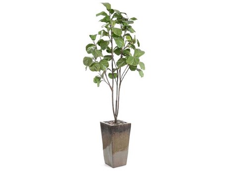 John Richard Mossey Green Fig Tree Botanical