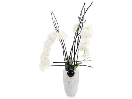 John Richard Midnight Phals Botanical