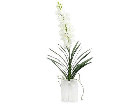 John Richard Dendrobium 'N' Selenite Botanical