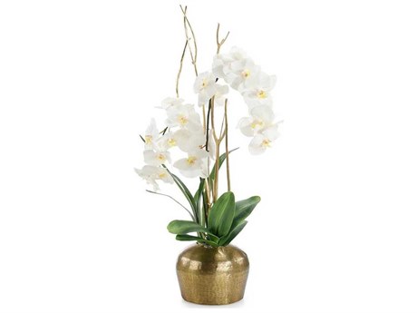 John Richard Golden Moon Botanical