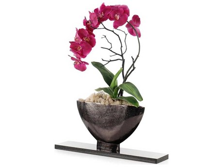 John Richard Midnight Phalaenopsis Botanical