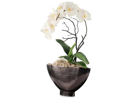 John Richard Dawn Phalaenopsis Botanical