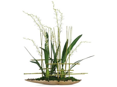 John Richard Asian Cymbidiums Botanical