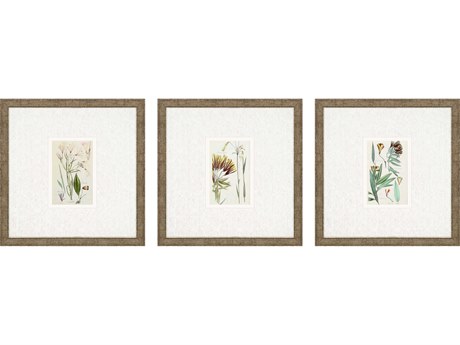 Paragon Florals Antique Botanical-I Wall Art Set of 3