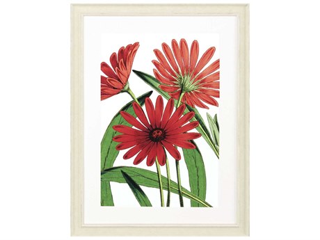 Paragon Florals Osteospermum Wall Art