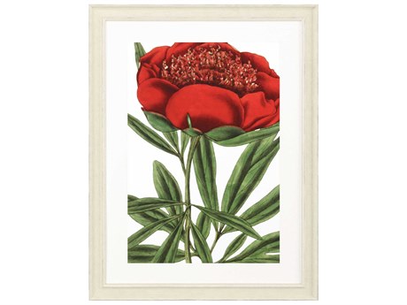 Paragon Florals Paeonia Officinalis Wall Art