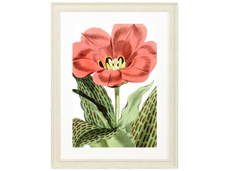 Paragon Florals Tulipa Greigii Wall Art
