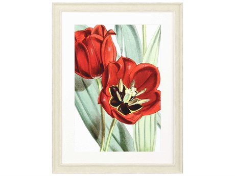Paragon Florals Tulipa Undulatifolia Wall Art