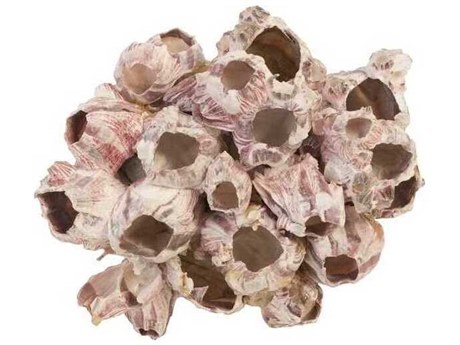 Phillips Collection Barnacle Cluster Medium 3D Wall Art
