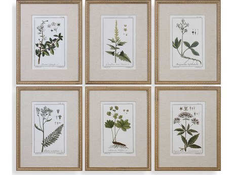 Uttermost Grace Feyock Green Floral Botanical Study Prints Set of 6