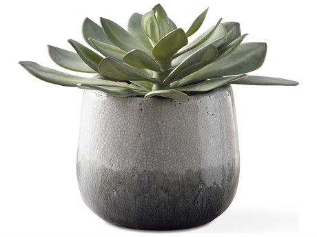 Uttermost Outdoor Dudleya Gray Outdoor Succulent