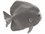 Phillips Collection Silver Leaf Australian Batfish 3D Wall Art  PHCPH64557