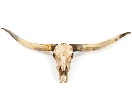 Zentique Antique Ivory Texas Long Horn Skull 3D Wall Art