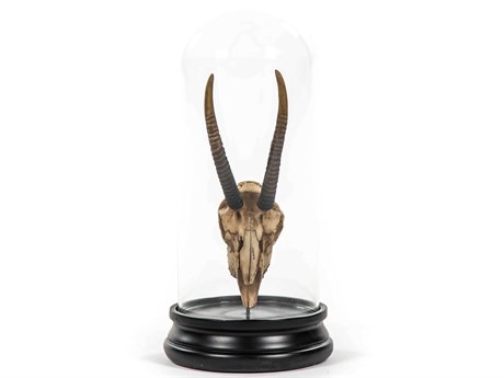 Zentique Antique Off-White / Black Gazelle Skull Sculpture