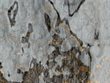 Aqualite